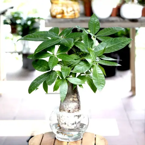 Cây Kim Ngân Để Trong Phòng Ngủ: Lợi Ích Và Những Lưu Ý Phong Thủy Quan Trọng