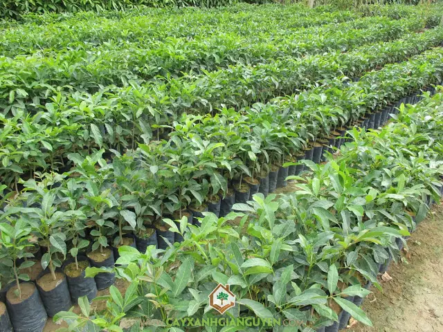 Khám Phá Toàn Diện Công Dụng Của Cây Xà Cừ Trong Cuộc Sống